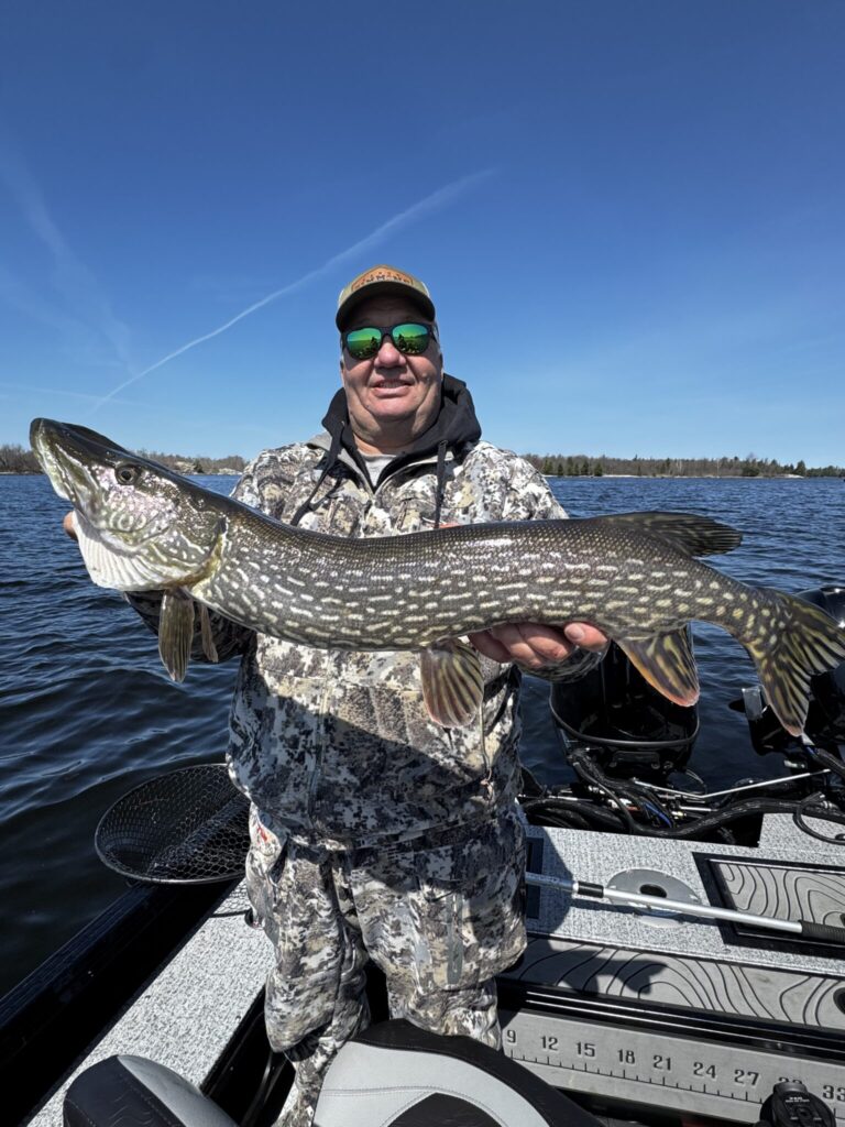 Trophy Pike caught on Lake Kabetogama out of Driftwood Lodge Resort