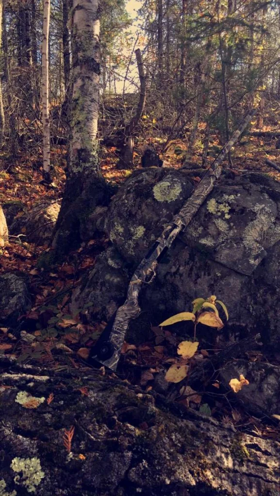 Grouse Hunting Timber Habitat near Lake Kabetogama